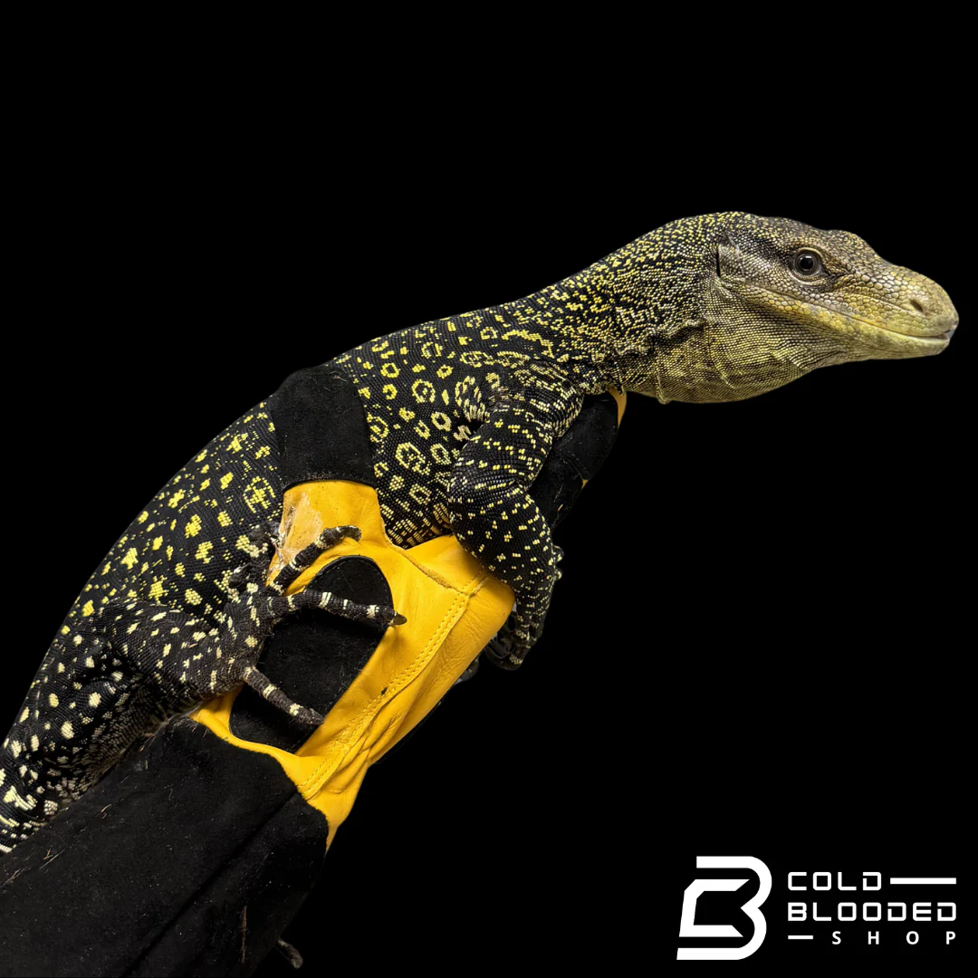 Lizards
